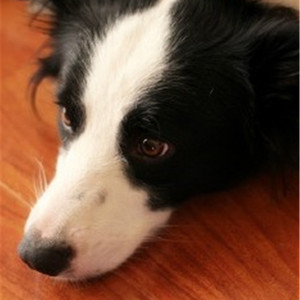 日本成人自拍小电影
